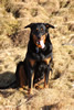 beauceron-net.de