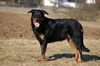 beauceron-net.de