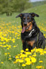 beauceron-net.de