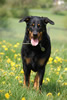 beauceron-net.de