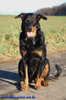 beauceron-net.de