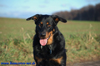 beauceron-net.de