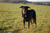 beauceron-net.de