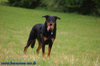 beauceron-net.de