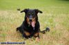 beauceron-net.de