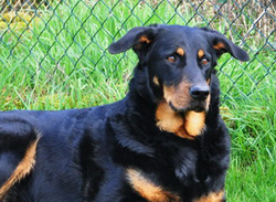 beauceron-net.de