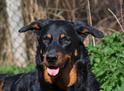 beauceron-net.de