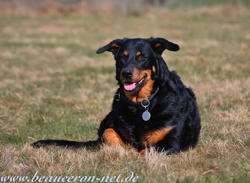 beauceron-net.de