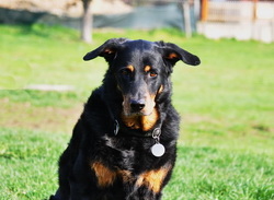 beauceron-net.de