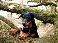 beauceron-net.de