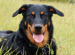 beauceron-net.de