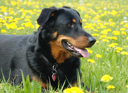 beauceron-net.de