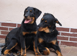 beauceron-net.de