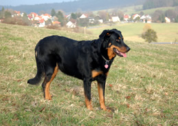 beauceron-net.de