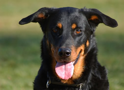 beauceron-net.de