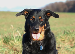 beauceron-net.de