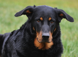 beauceron-net.de