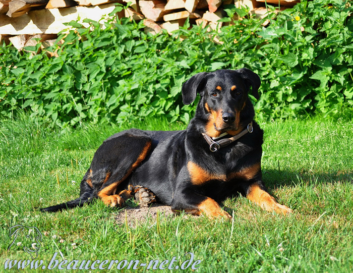 beauceron-net.de