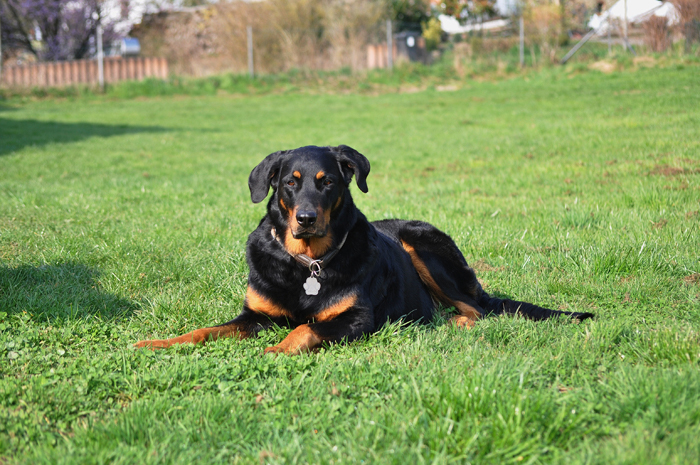 beauceron-net.de