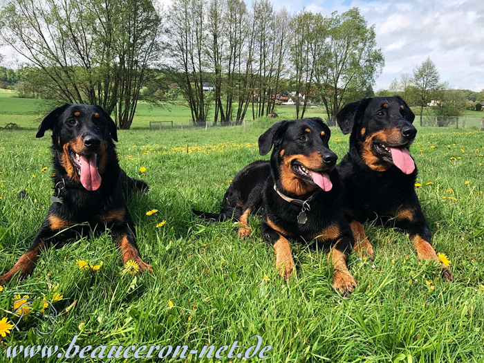 beauceron-net.de