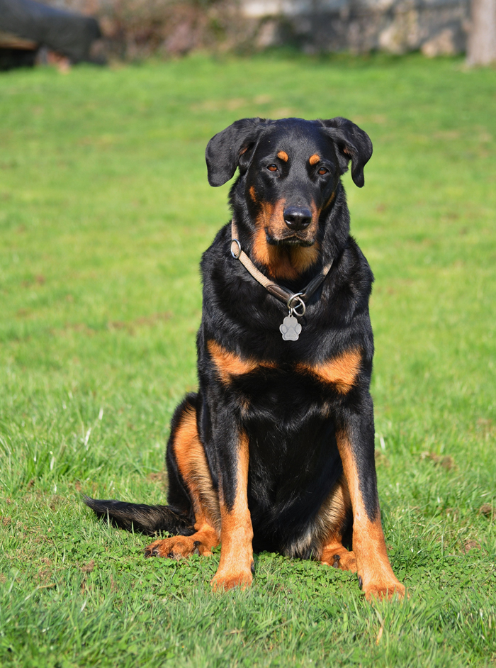 beauceron-net.de