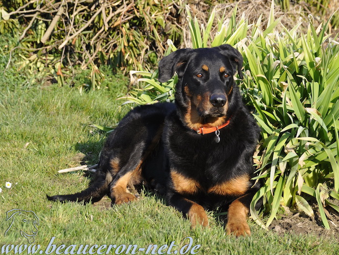 beauceron-net.de