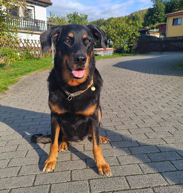 beauceron-net.de