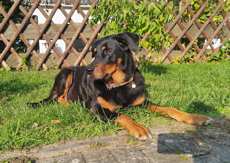 beauceron-net.de