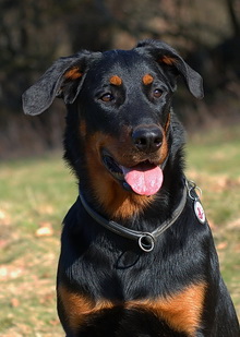 beauceron-net.de