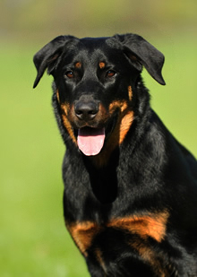 beauceron-net.de