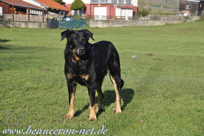 www.beauceron-net.de