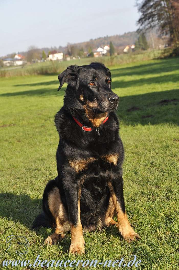 www.beauceron-net.de