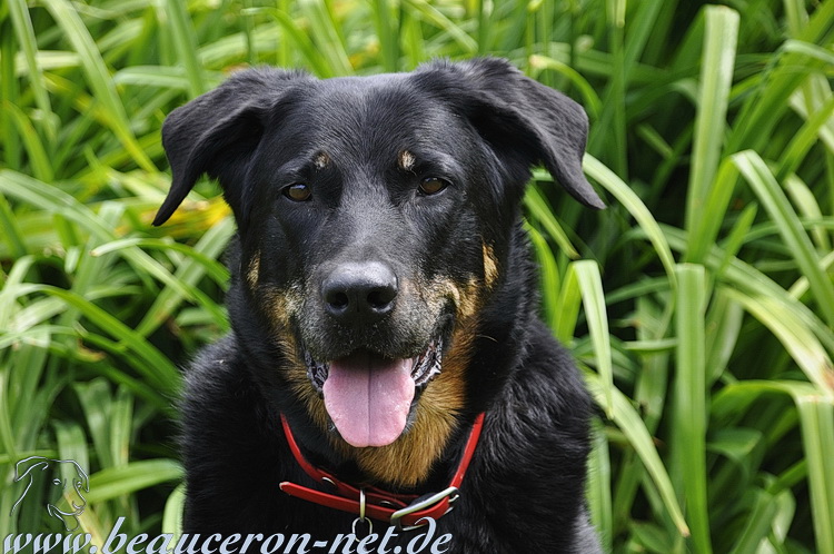 www.beauceron-net.de