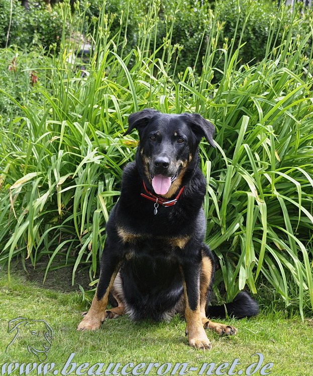 www.beauceron-net.de