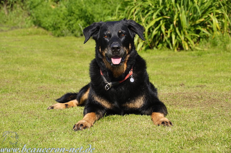 www.beauceron-net.de