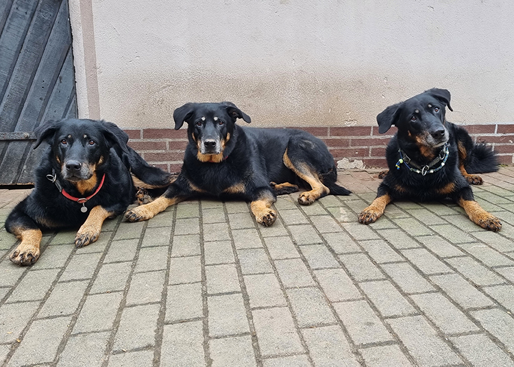 www.beauceron-net.de