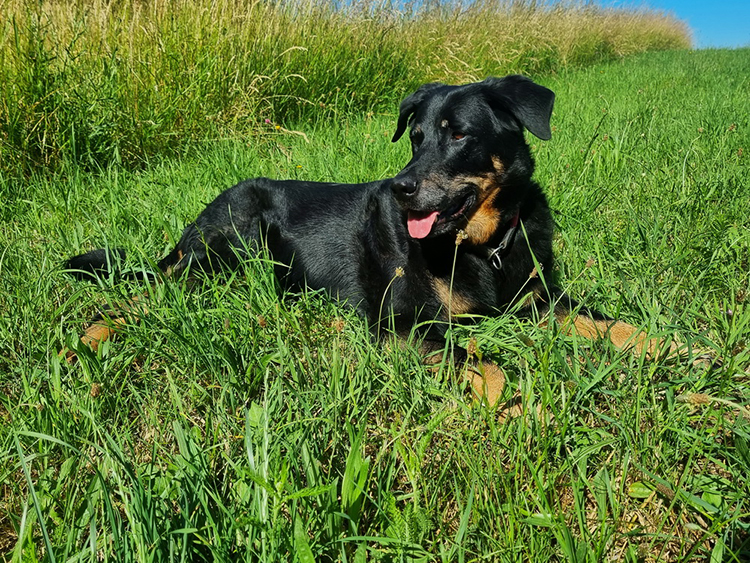 www.beauceron-net.de