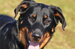 beauceron-net.de