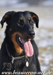 beauceron-net.de