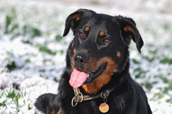 beauceron-net.de