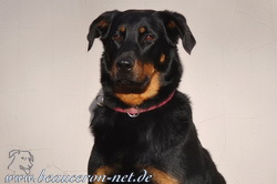 beauceron-net.de