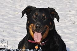 beauceron-net.de