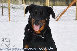 beauceron-net.de