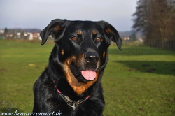 beauceron-net.de