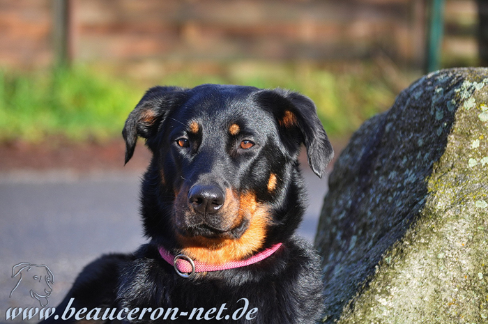 beauceron-net.de