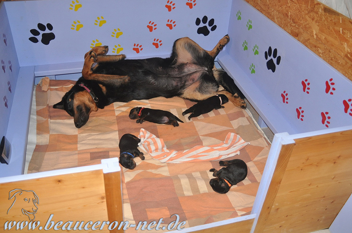 beauceron-net.de