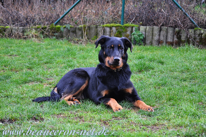 beauceron-net.de