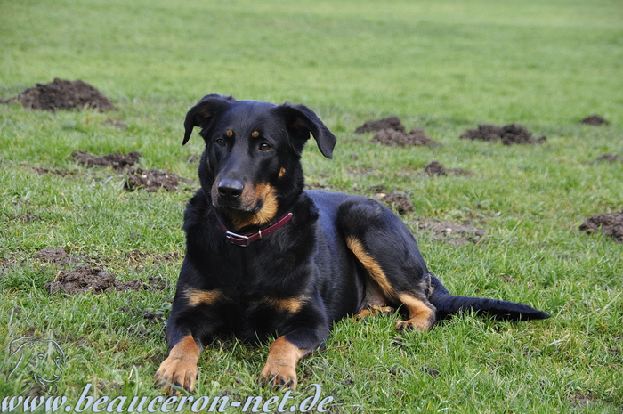 beauceron-net.de