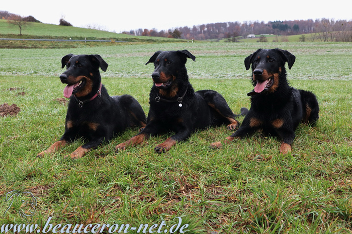 beauceron-net.de