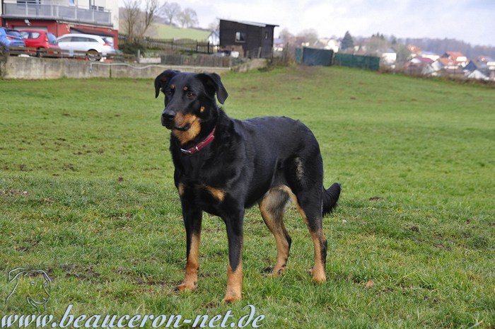 beauceron-net.de